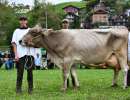 die blooming tochter bruni von scheuber franz aus ennetmoos hat eine ll vonkg milch