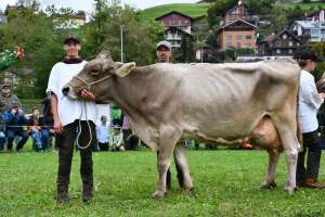 die blooming tochter bruni von scheuber franz aus ennetmoos hat eine ll vonkg milch