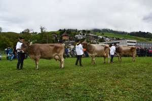 drei tiere mit hoher lebensleistung wurden erwaehnt