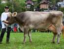 william bv wiseli ebenfalls von scheuber franz aus ennetmoos mit llkg milch