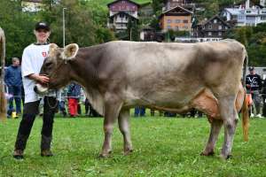 william bv wiseli ebenfalls von scheuber franz aus ennetmoos mit llkg milch