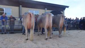 sieger betriebscup werner buholzer