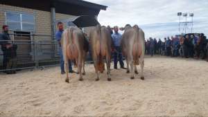 siegergruppe genossenschaftscup suhrental