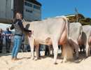 buholzers collaps charlotta junior champion und eutersiegerin. laktation
