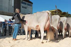 buholzers collaps charlotta junior champion und eutersiegerin. laktation
