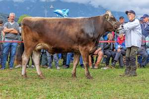 rindertagessiegerin bv auswahl  