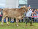 rindertagessiegerin bv auswahl  