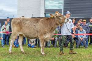 rindertagessiegerin bv auswahl  