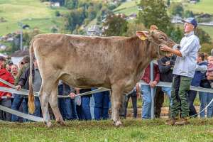 rindertagessiegerin bv auswahl  