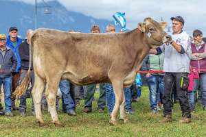 tagessiegerin bv auswahl  
