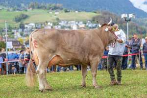 tagessiegerin ob auswahl