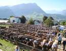 ausstellungsplatz hirschi in schwyz