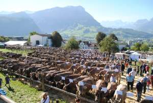 ausstellungsplatz hirschi in schwyz