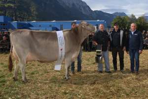 champion kuh bs delisia von  tre gi. me   gemsstockstrasse 11  andermatt ch.1522.2266.1  