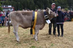 rinder champion ob elona von zurfluh armin  schluchen 2  isenthal ch.1805.8736.7