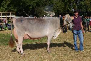 vize champion kuh bs be alley von gisler arnold karl  oberes oberfeld 1  haldi ch.1460.7537.2