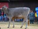 rinderchampion bs phil penny von roman marbacher