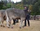 rinderchampion ob einar amy von martin duss