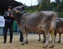 schoeneutersiegerin bs 2.  . lakt. und miss bs huge happy von josef gasser