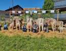 82 nelli ch 120.1168.9654.9 zurfluh thomas 913050 richenthal lu hstr  