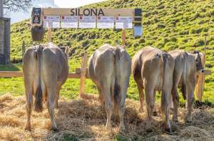 72 silona ch 120.1054.6304.2 schmid richard sz hsu