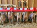72 sussi ch 120.0978.9784.9 kennel markus sz awa