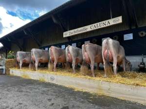 bender caluna goldhill genetics